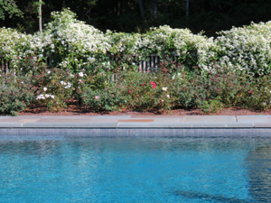 The specially designed planting of flowers and shrubs enhance a pool area.