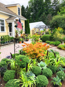 Mums and Asters are here Along With Our Big Fall Plant Sale! Now through September 30th!