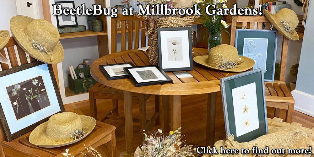 BeetleBug at Millbrook Gardens!