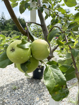 Fruiting Apple Trees