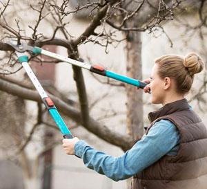 Winter Pruning Services