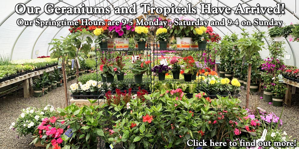 Our Geraniums & Tropicals Have Arrived!