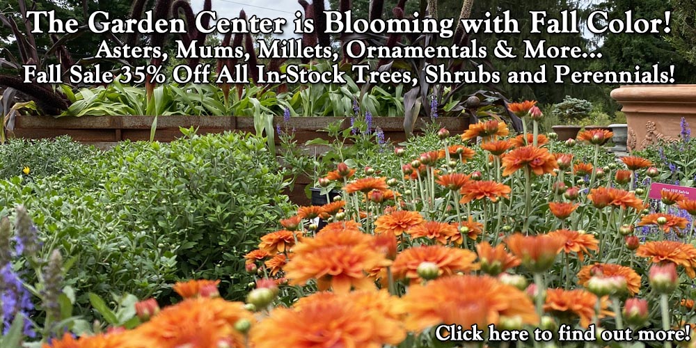 The Garden Center is Blooming with Fall Color! Asters, Mums, Millets, Ornamentals & More... Fall Sale 35% Off All In-Stock Trees, Shrubs and Perennials!